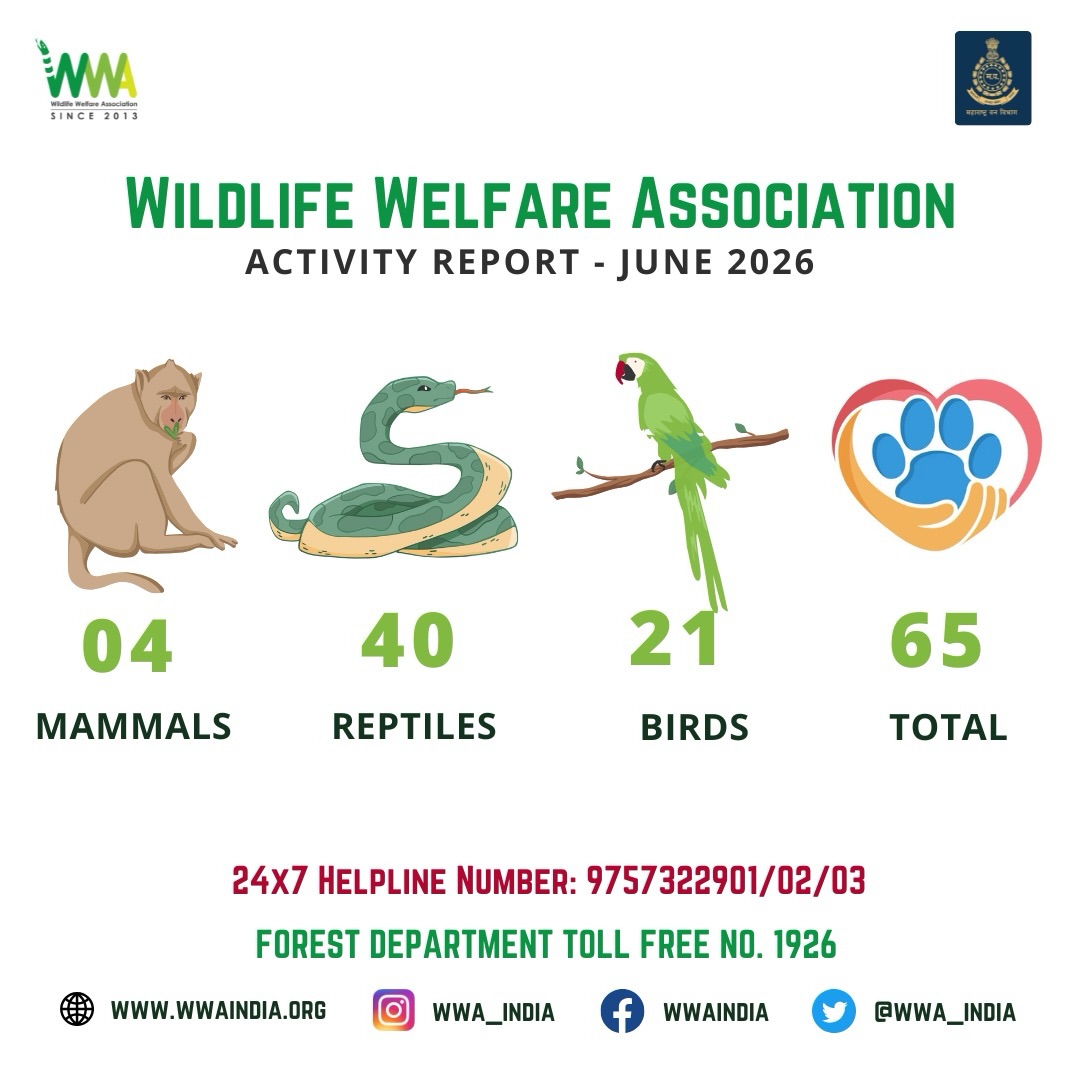 ACTIVITY REPORT FOR THE MONTH JUNE 2026

To continue our mission please support us..!

https://www.wwaindia.org/home/don