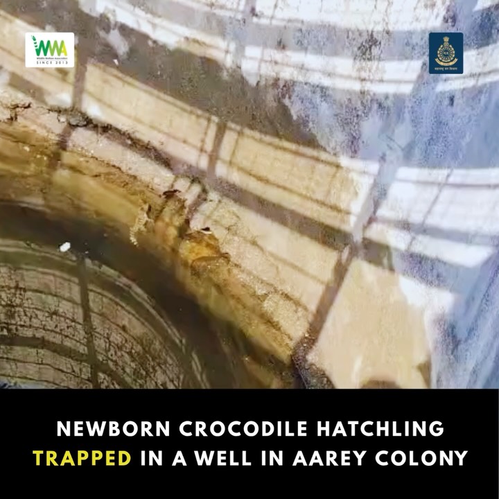 From well to wild: Crocodile rescued in Aarey Colony

On 27th June, our team at Wildlife Welfare Association received a 