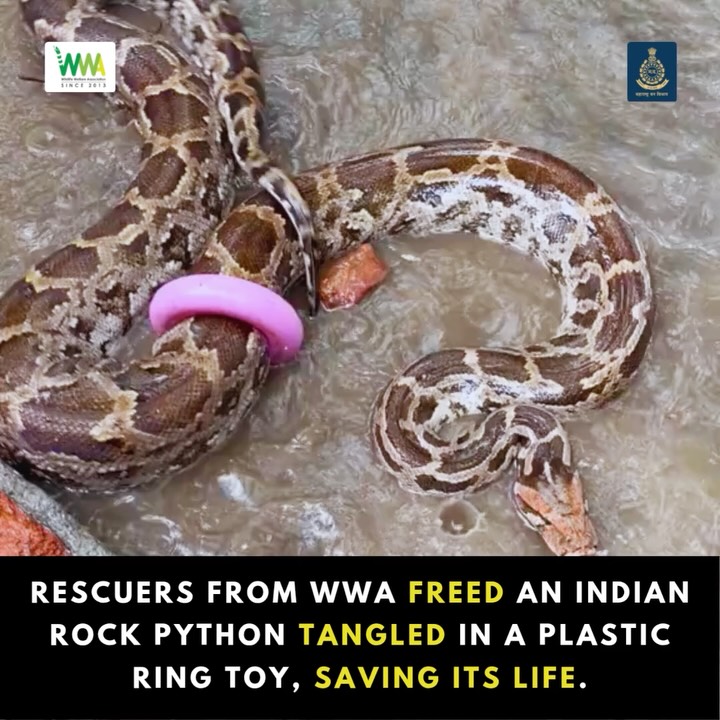 Every Rescue Has a Story - This One Started with a Toy

The Wildlife Welfare Association (WWA) received a call from a lo
