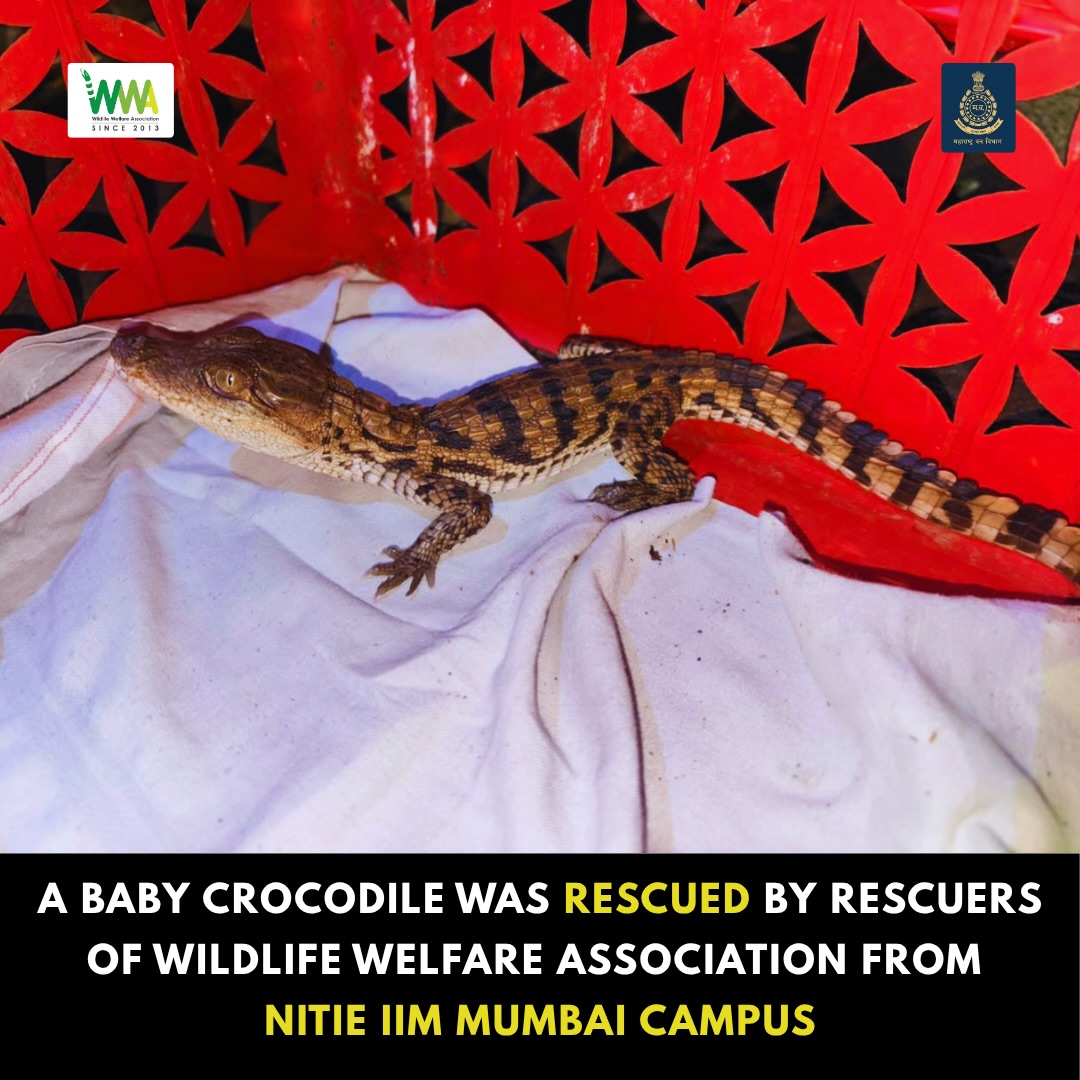 🐊 Baby Crocodile Rescued at NITIE–IIM Mumbai, Powai!

A 32 cm baby crocodile was rescued after a two-hour search operati