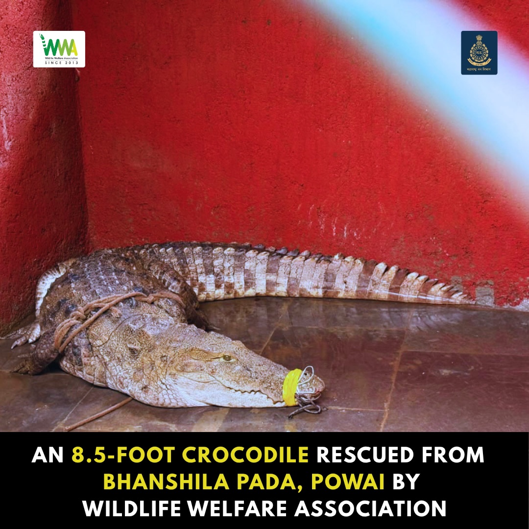 8.5-Foot Crocodile from Bhanshila Pada, Powai
 
In the early hours of 10 July 2026, a call was made from a resident of B