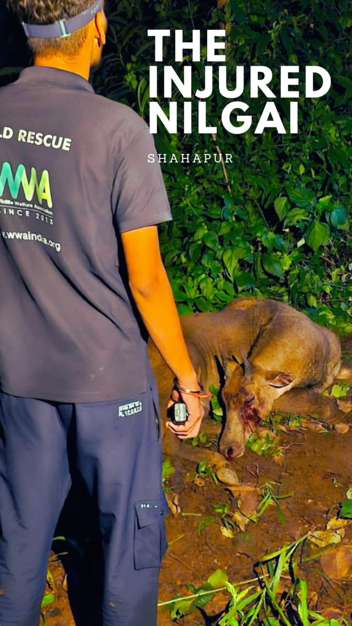 ❤️ One Life. One Rescue. One More Chance. 🦌🌿

SHAHAPUR | 26 AUGUST 2026

A distress call came in from Changyachapada, Sh