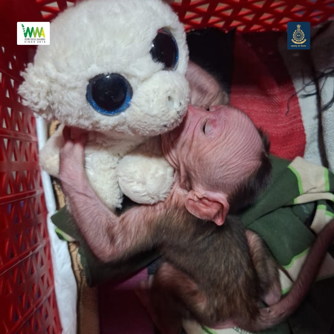 A Second Chance at Life 🐒❤️

On 4th June, a baby monkey was found abandoned by its mother and troop, prompting a call to